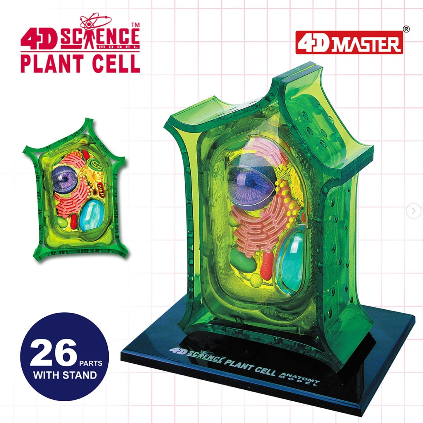 4D植物細胞組合模型