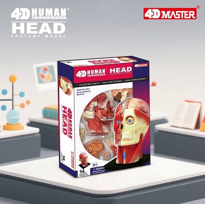 預購~4D Human頭頸組合模型(預計10月底到貨)