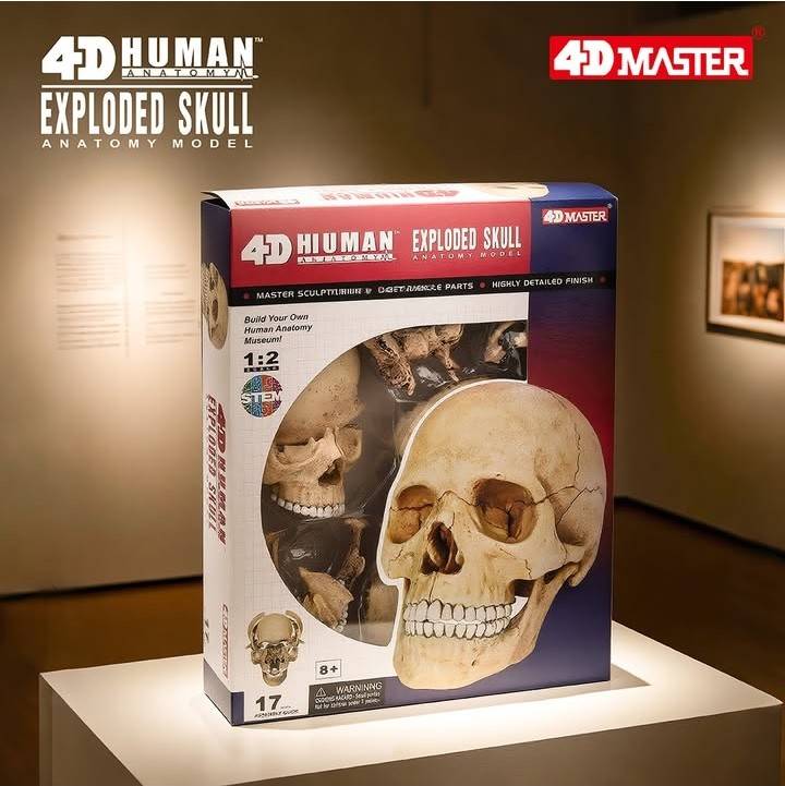 4D人體頭骨組合模型