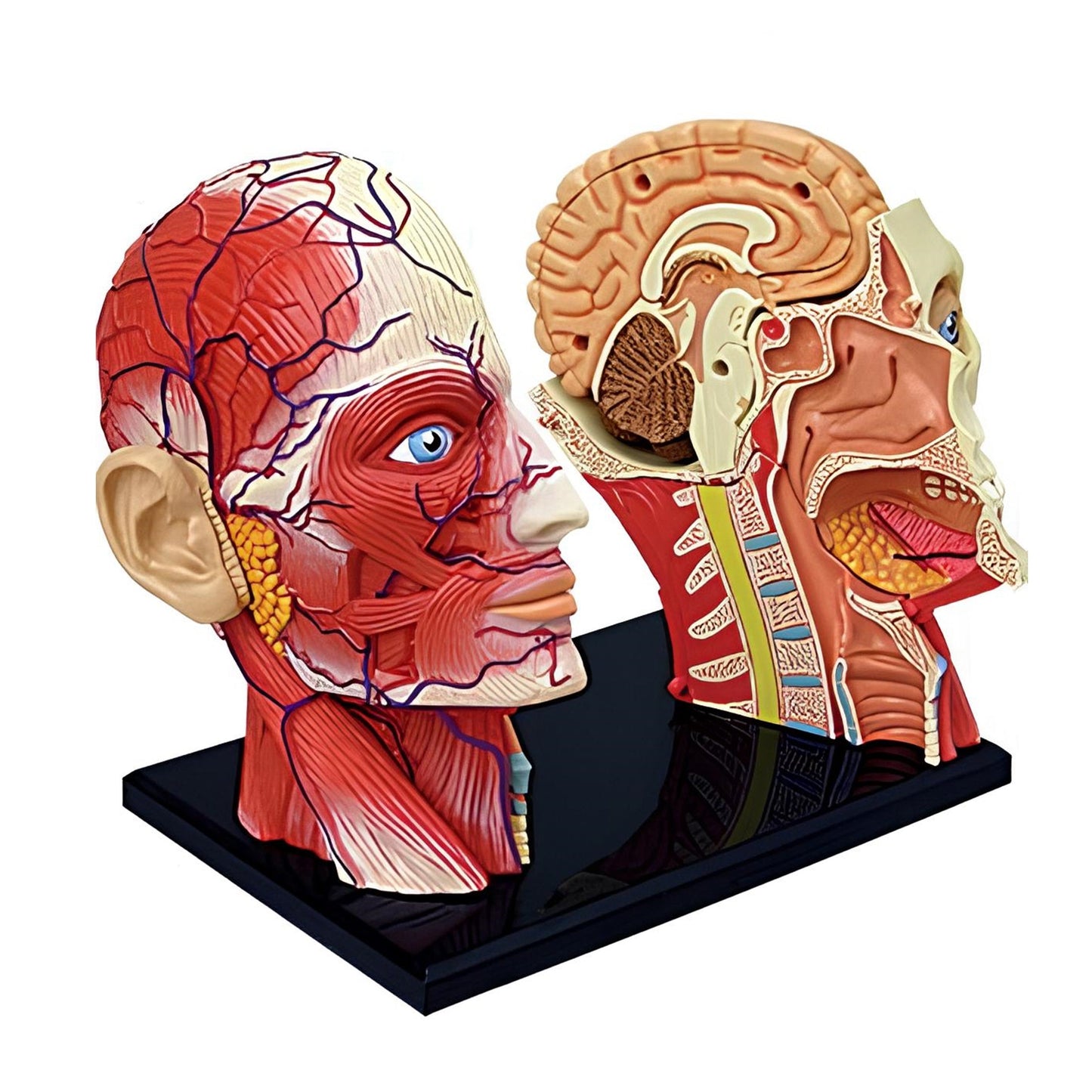 預購~4D Human頭頸組合模型(預計10月底到貨)