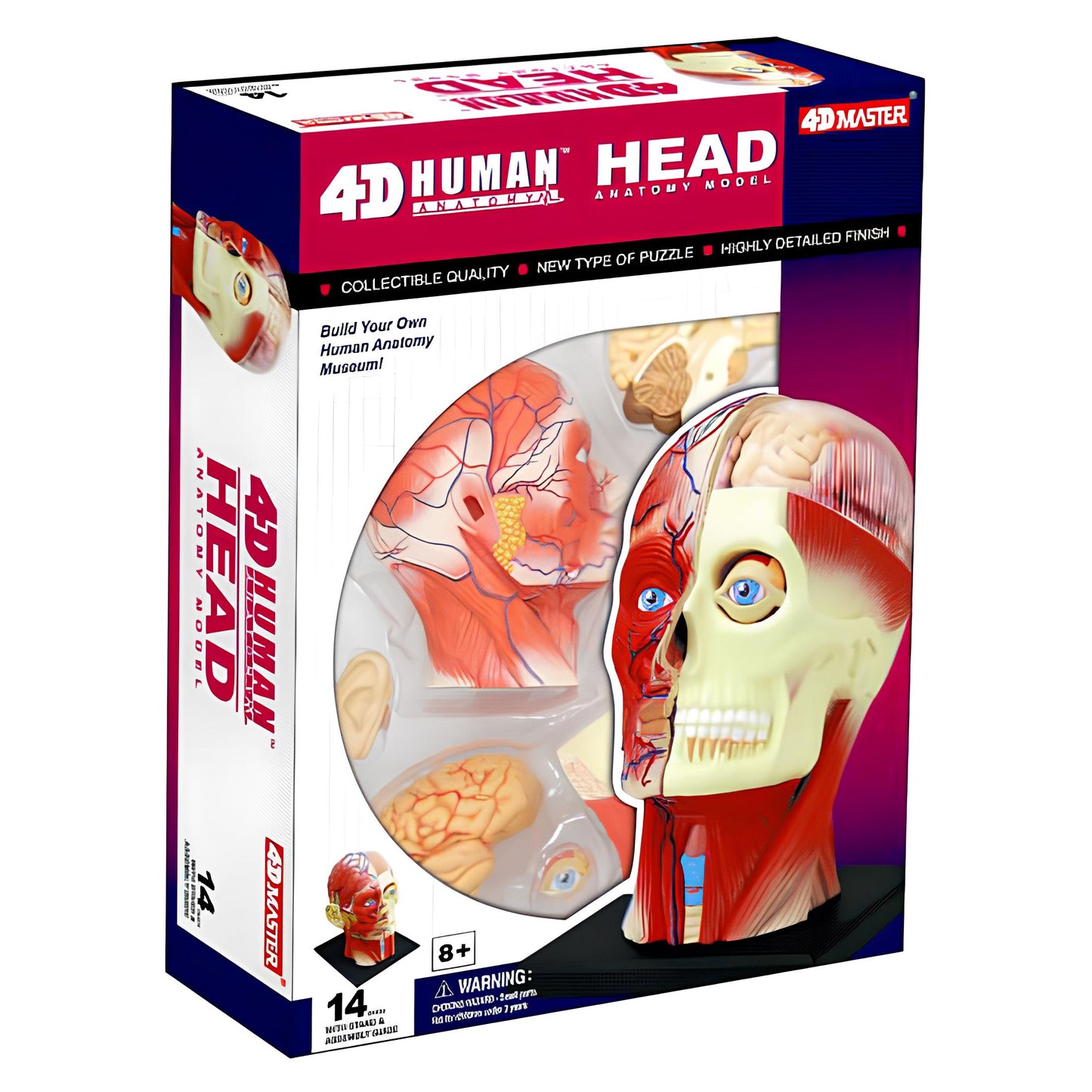 預購~4D Human頭頸組合模型(預計10月底到貨)