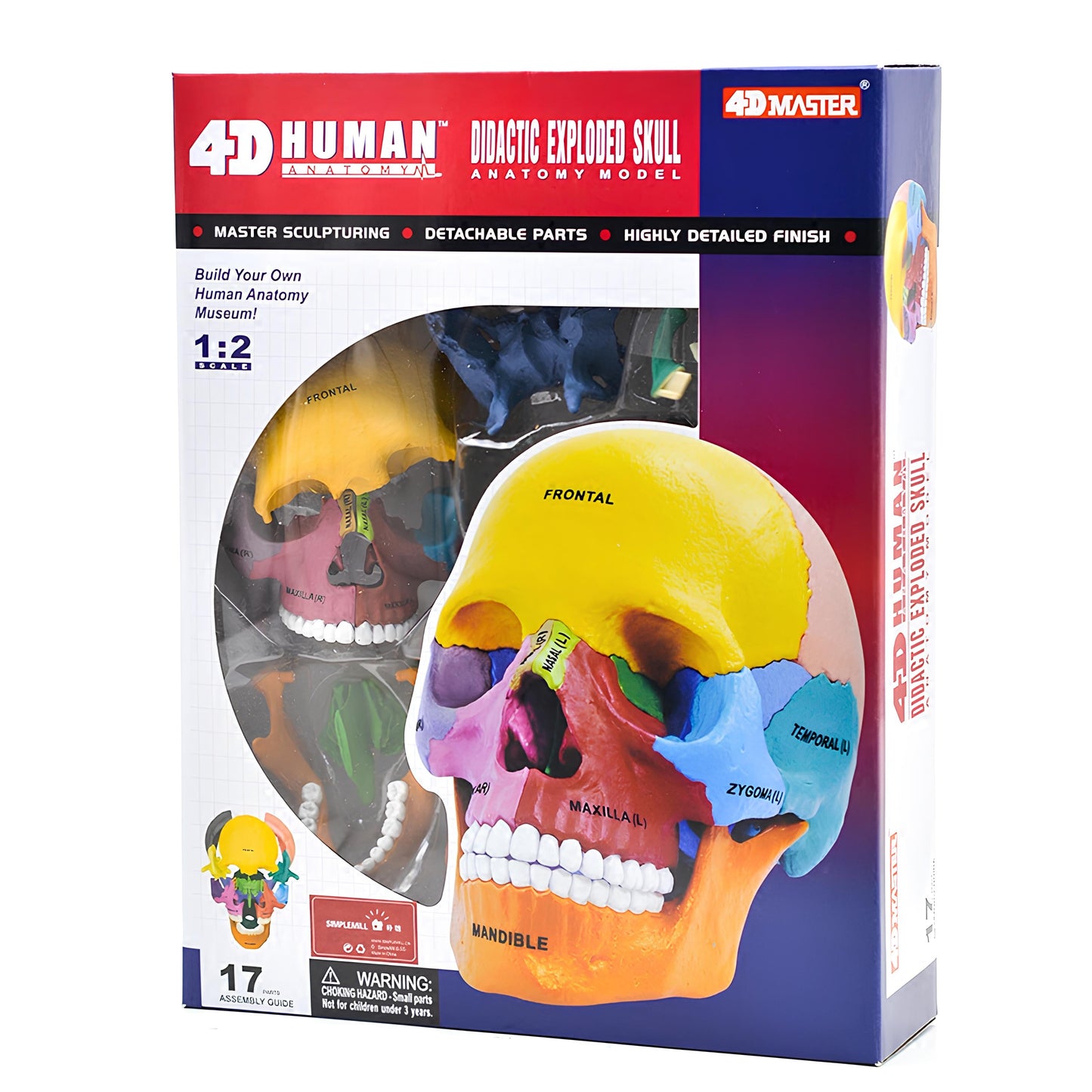 4D彩色教學頭骨模型