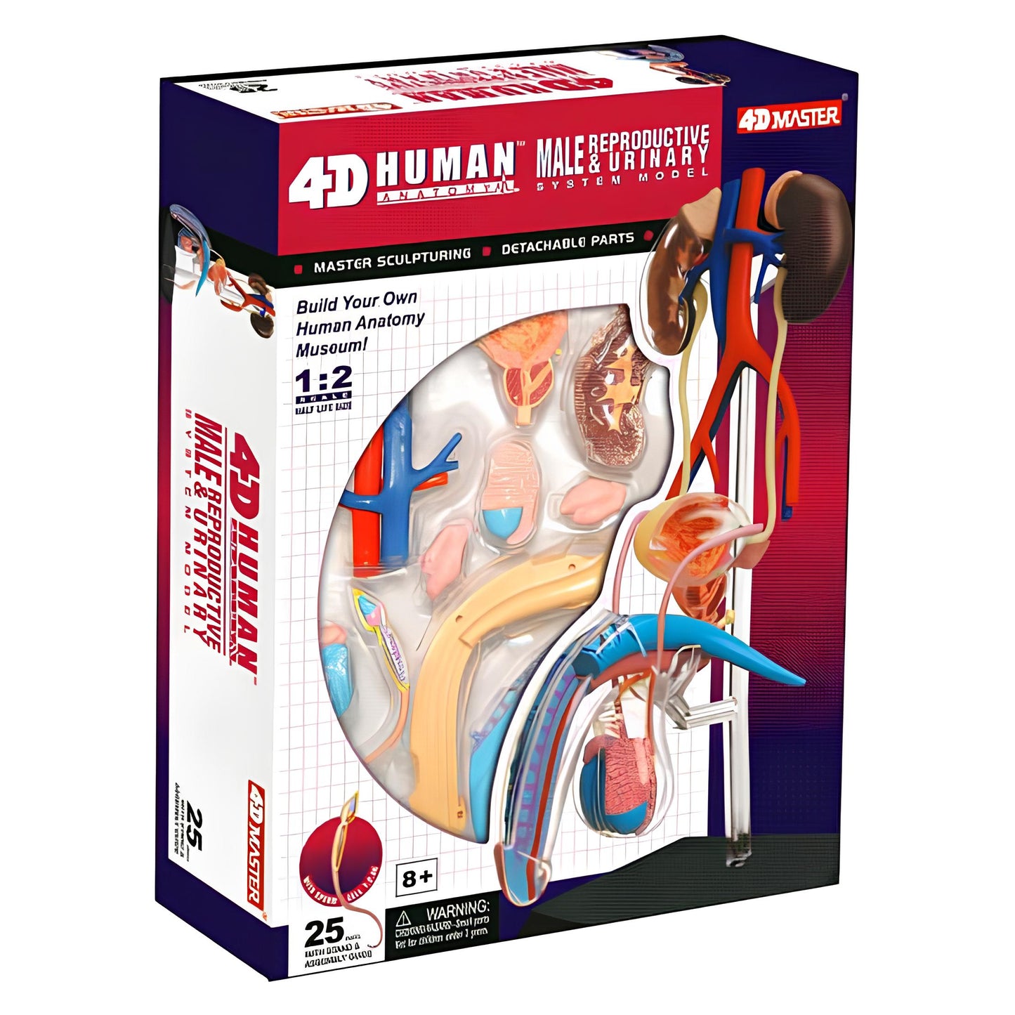 4D男性生殖系統模型