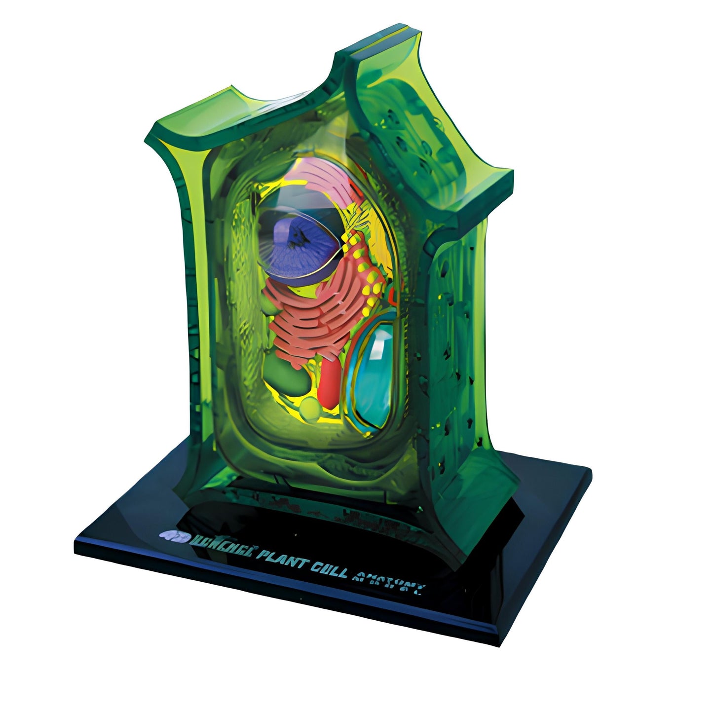 4D植物細胞組合模型