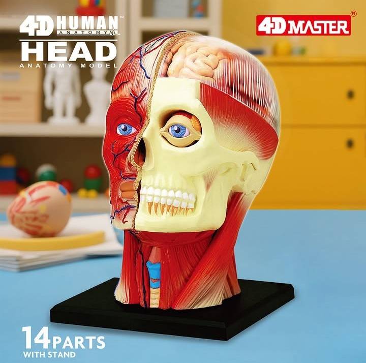 預購~4D Human頭頸組合模型(預計10月底到貨)