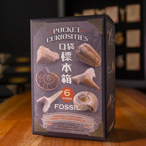 口袋標本箱-化石系列(六入組/款式不重複)