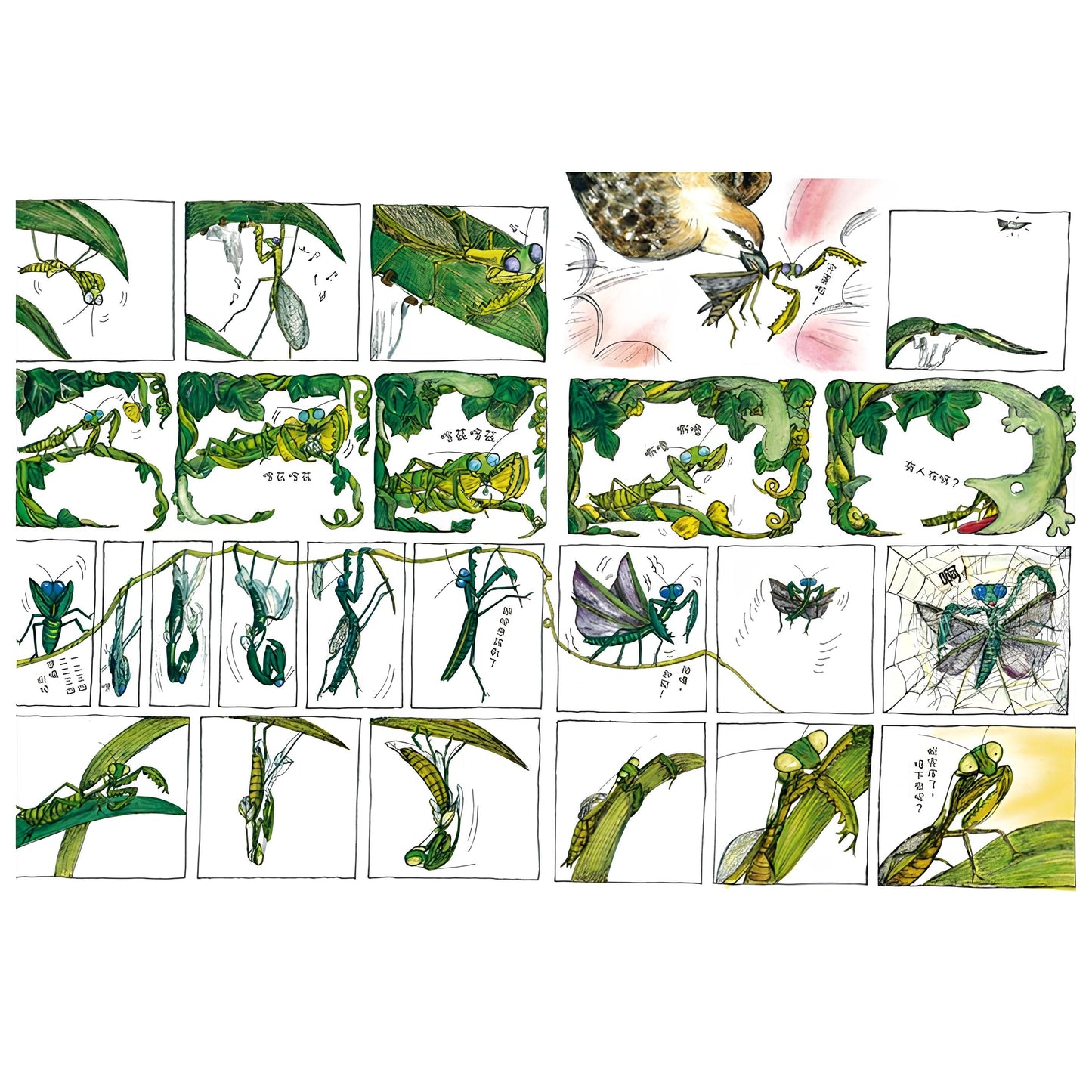 75折~近藤薰美子自然繪本(隨書附贈書衣海報)【219隻螳螂+種子笑哈哈+野日記】