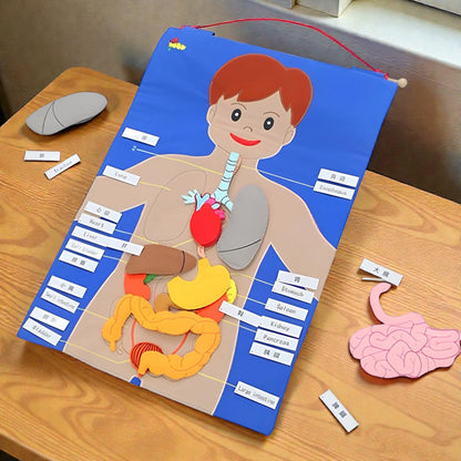 人體器官掛袋(2代)