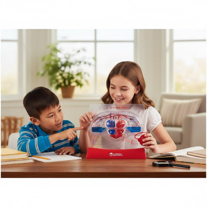 心臟血液迴圈組