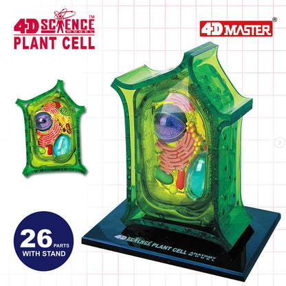 4D植物細胞組合模型