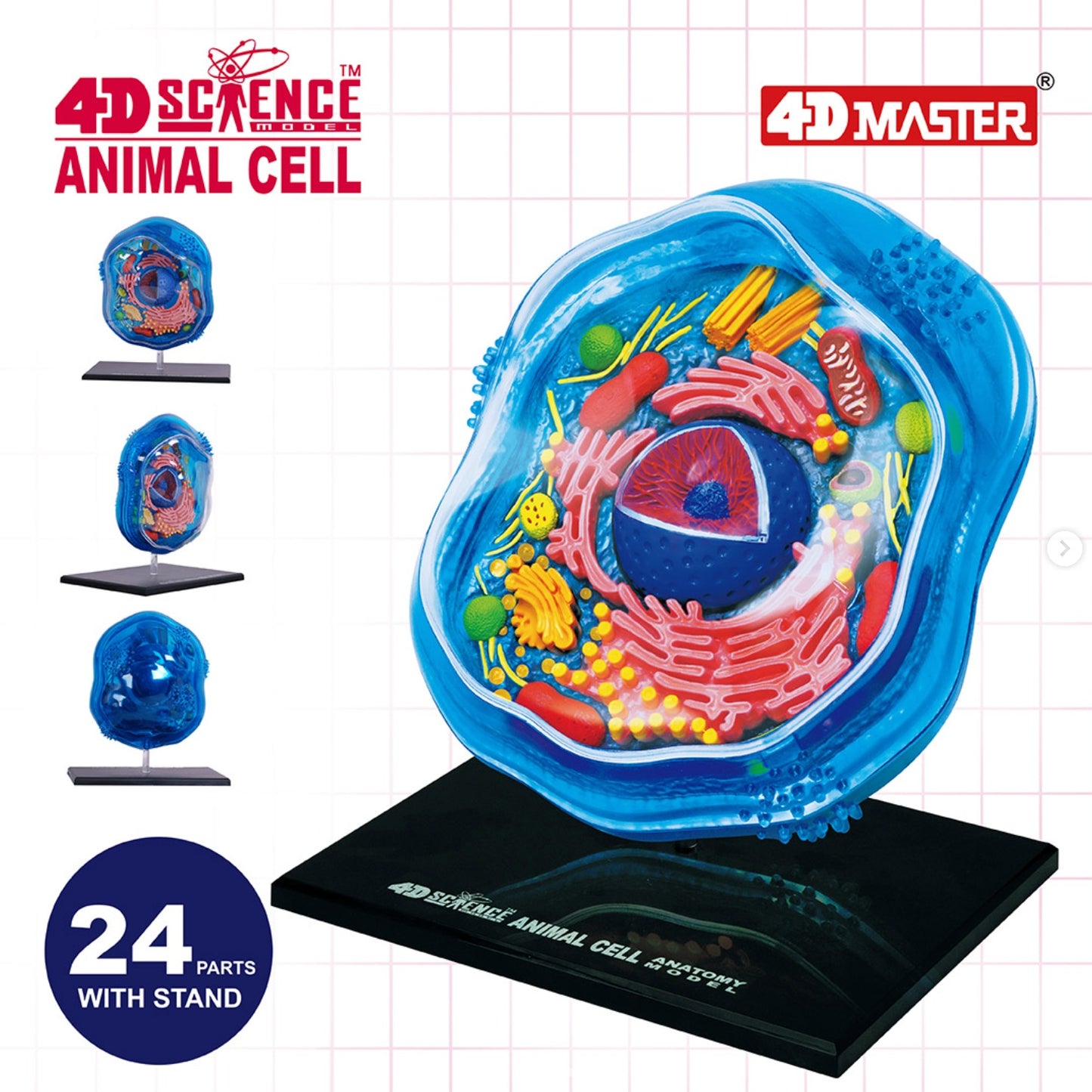 4D動物細胞組合模型
