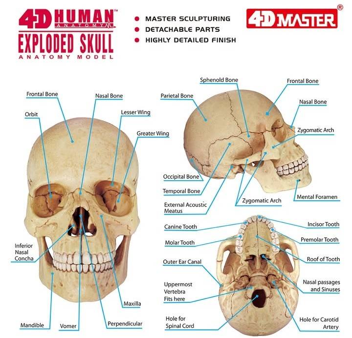 4D人體頭骨組合模型