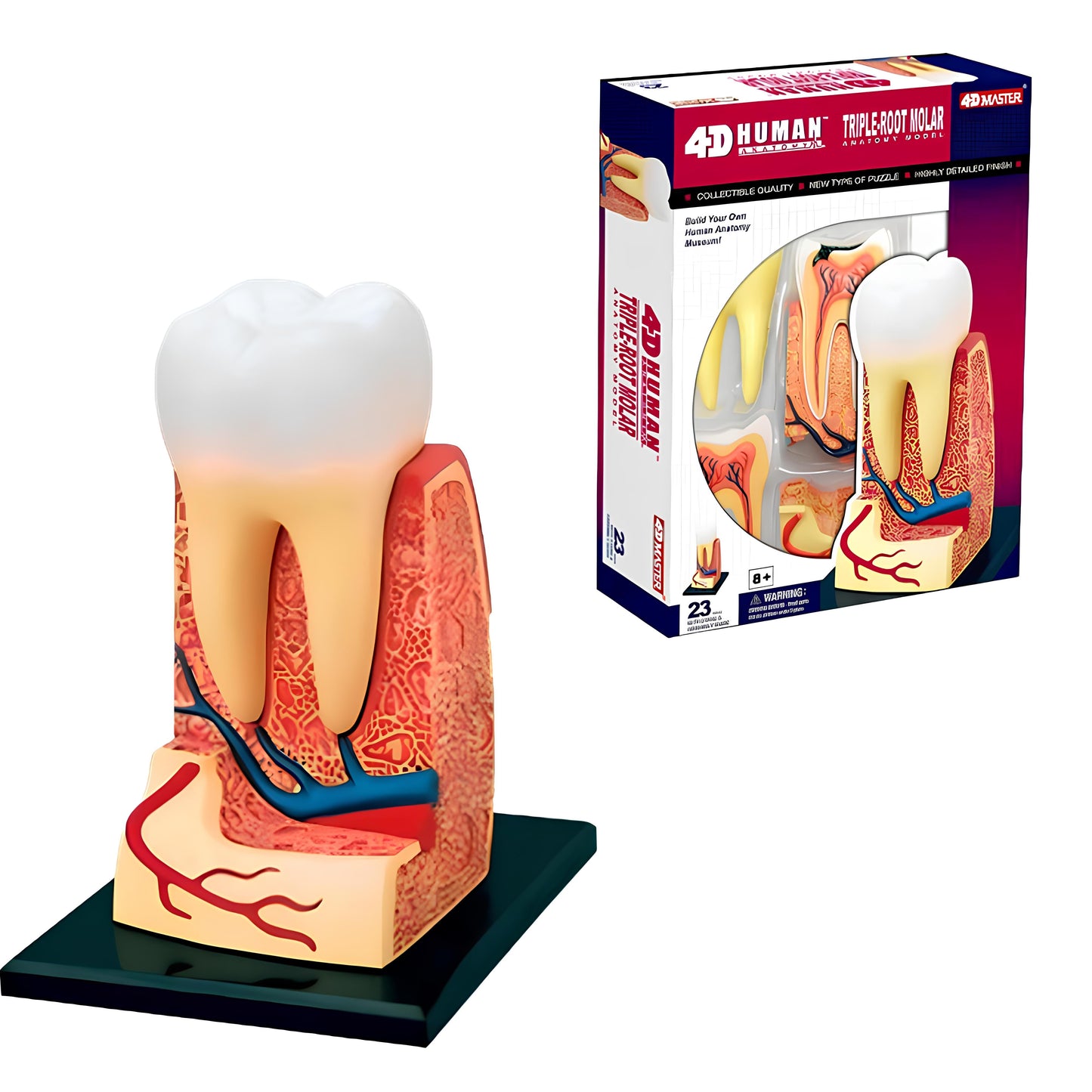 4D大牙齒解剖模型 (單顆)