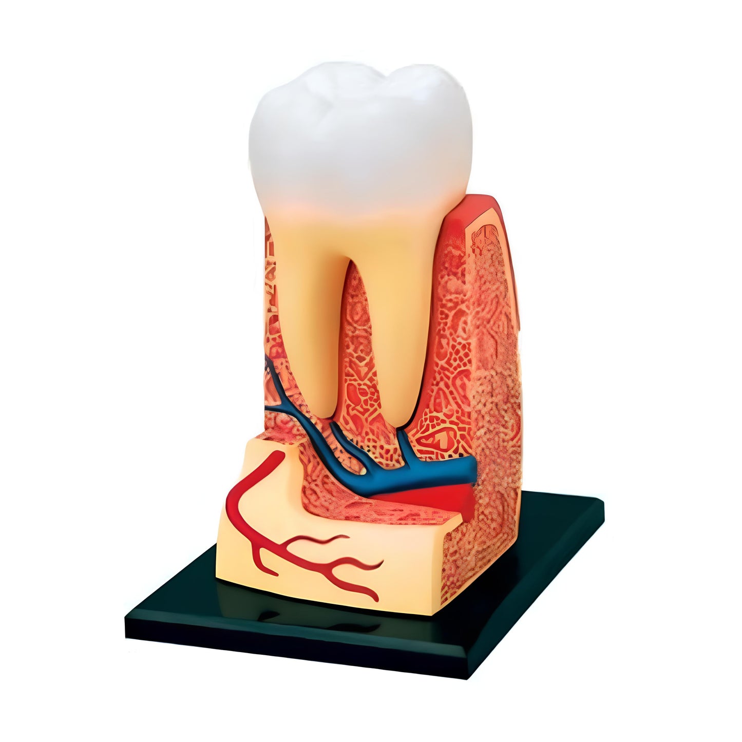 4D大牙齒解剖模型 (單顆)