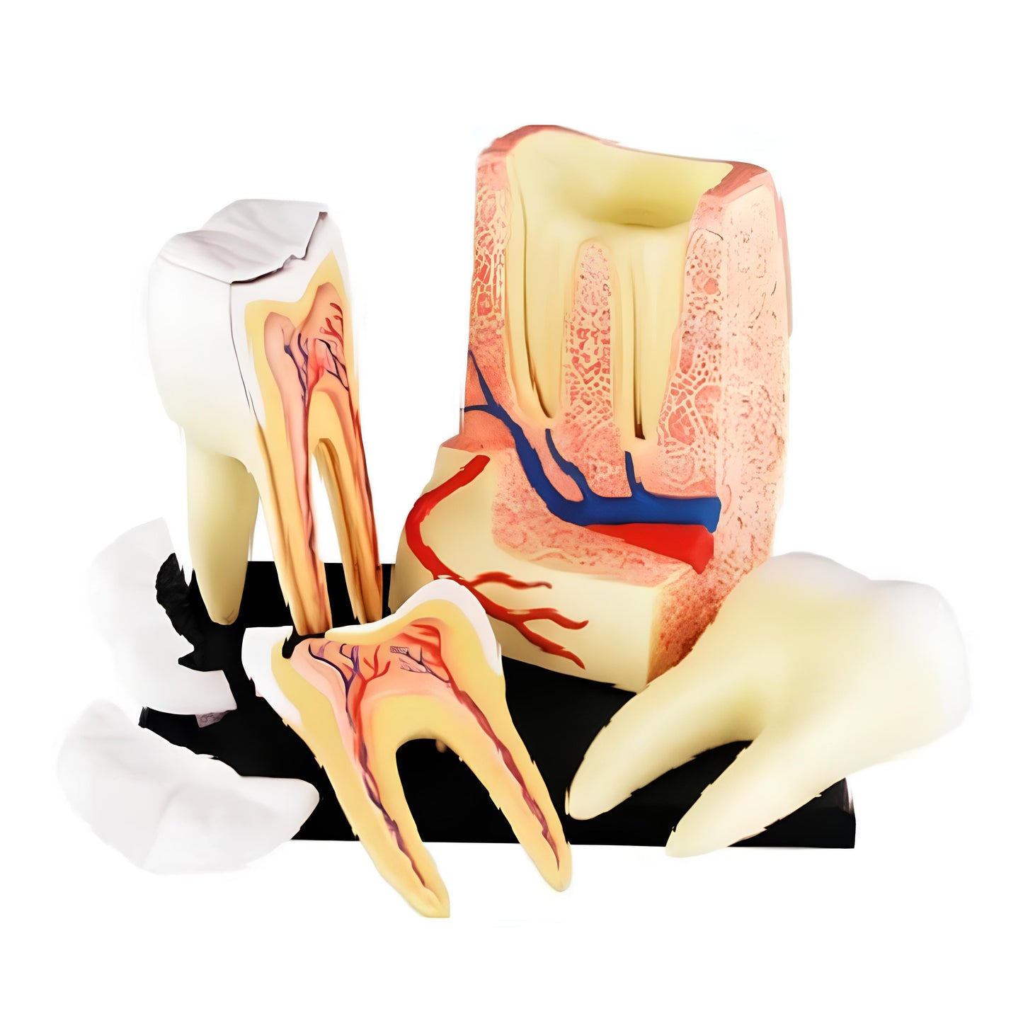 4D大牙齒解剖模型 (單顆)