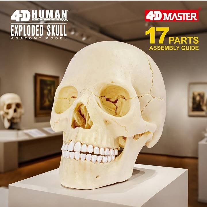4D人體頭骨組合模型