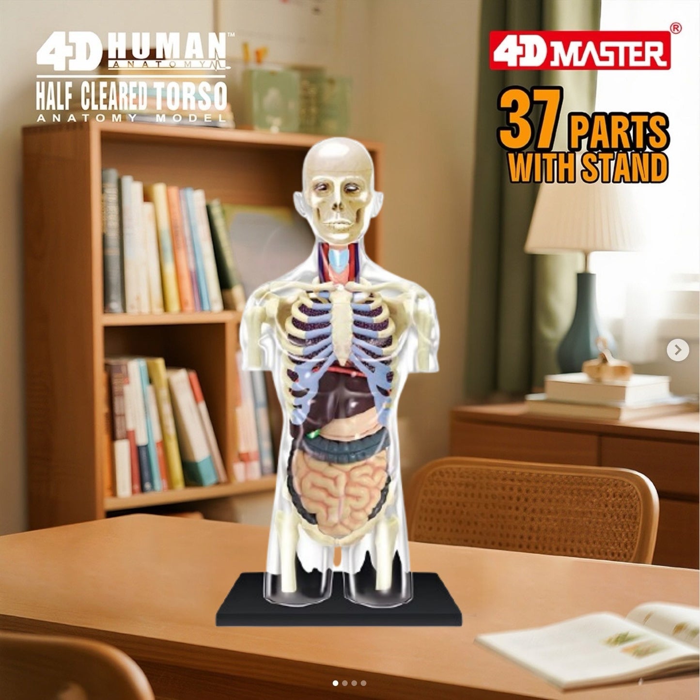 4D全透視半身人體組合模型
