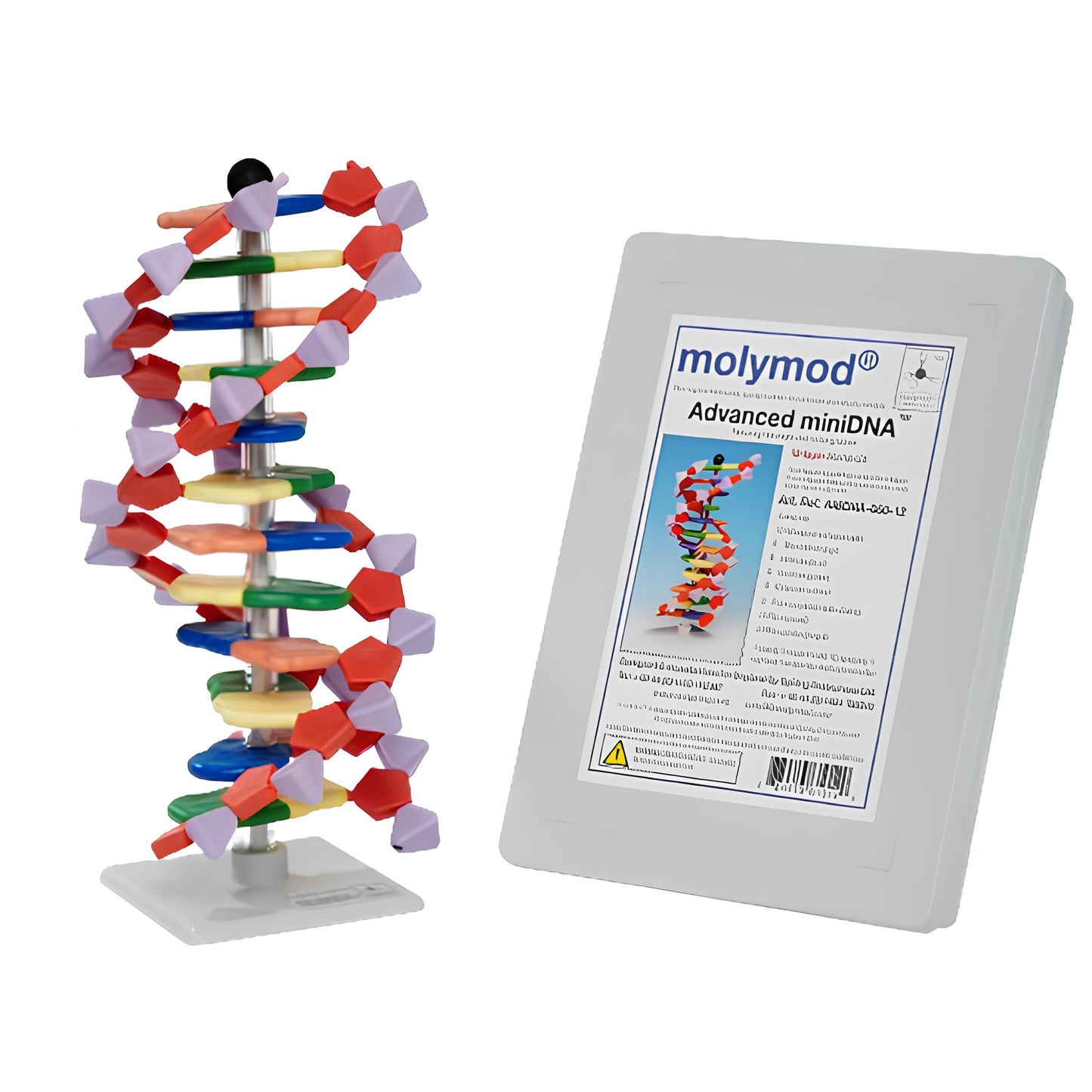 Molymod《MO-DNA12 DNA分子模型12Layer》